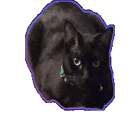 Bouncing Black Cat Sticker by Rod Kim