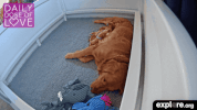 puppies love GIF by explore.org