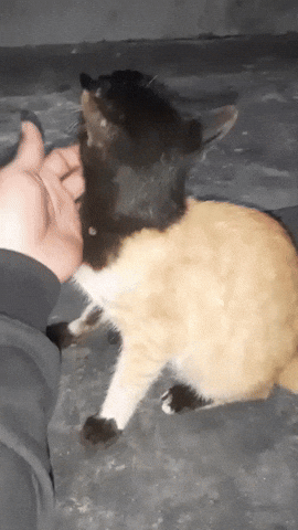 cuteanimalland giphyupload GIF