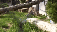 Mountain Lion Cubs Enjoy Outdoor Romp