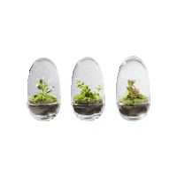 Greenbubbleschweiz terrarium greenbubble kleinesuniversum tinyuniverse Sticker