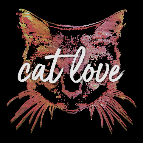 Catlove GIF by Cat Ballou