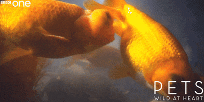 bbc one fish GIF by BBC