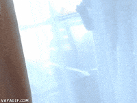 Fail Fat Cat GIF