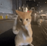 Cat Ia GIF