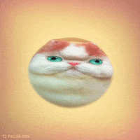cat kitty GIF by TJ Fuller