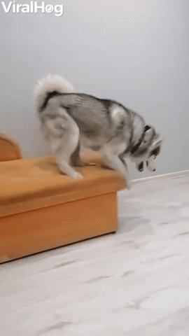 Husky Seems to Be Afraid of Heights