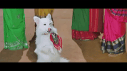 joote de do paise le lo GIF by Priya