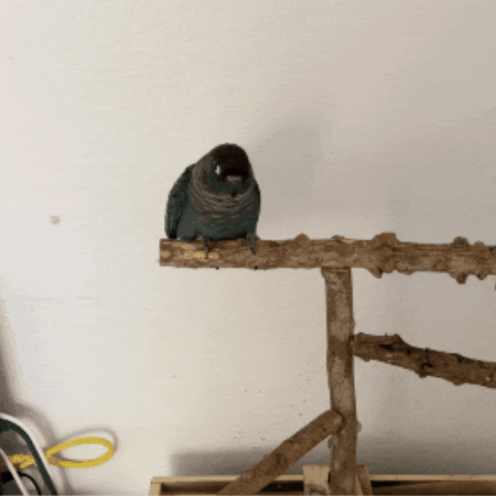 Poop GIF