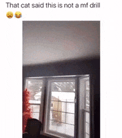 Cat Running GIF by JustViral.Net