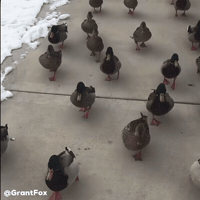 Ducks Duck Walk GIF