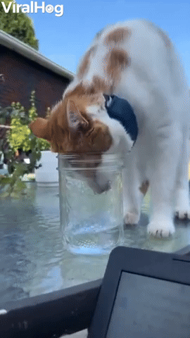 Cat Going for Drink Gets Cup Stunk on Head