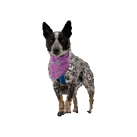 Dnd Sticker by Geekster Pets