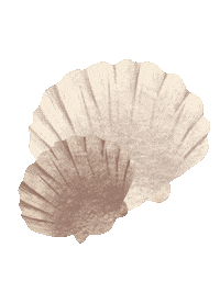 Mer Coquillage Sticker
