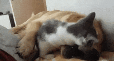 peino1234 giphyupload GIF