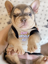 Miamiregalblues frenchie bully french bulldog frenchbulldog GIF