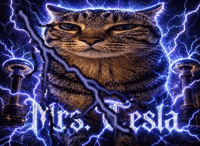 Cat Energy GIF