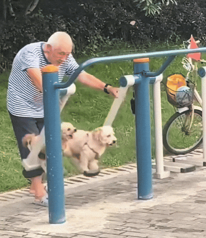 cuteanimalland giphyupload GIF