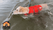 HomewardBoundyuma arizona adopt dont shop animal rescue yuma GIF