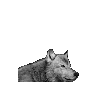 Gray Wolf Sticker by Defenders of Wildlife