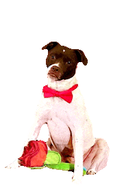 The Bachelor Sticker