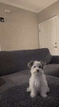 Hey You Dog GIF by mammamiacovers