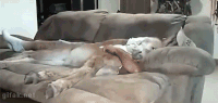 donkey GIF