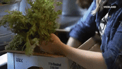viceland GIF by Hustle