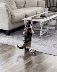 Cat GIF