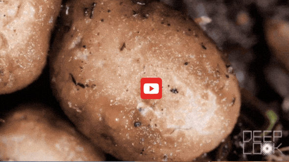 GIF by KQEDScience