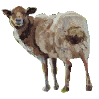 Farm Life Sheep Sticker by Brown Dog Farm Studio