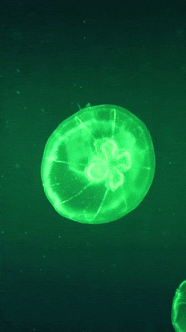 Jellyfish Medusa GIF by EDGARDUDE