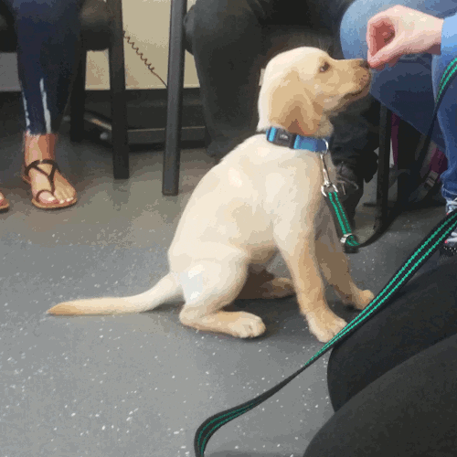 Labrador Retriever Dog Training GIF by Positively Pets