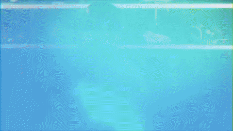 baseball wave GIF by GreenWave