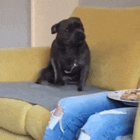 krastioatanassov happy couch pitbull pitty GIF