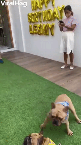 French Bulldogs Bounce Around With Balloon