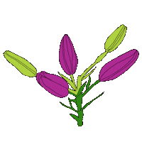 blooming time lapse Sticker by Waltermedia