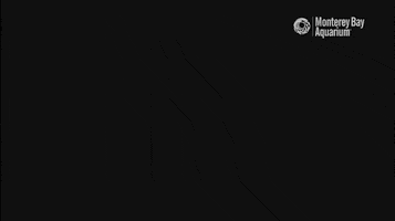 Glow Red Tide GIF by Monterey Bay Aquarium