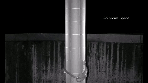 tibipuiu giphyupload GIF