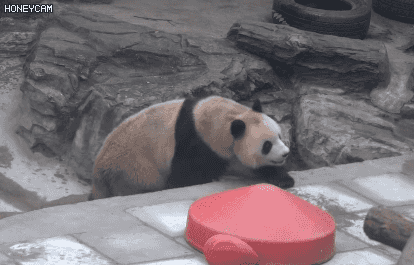cuteanimalland giphyupload GIF