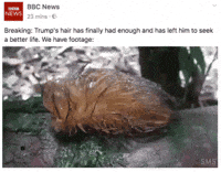 news hair trump donald services GIF