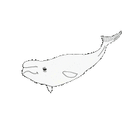Beluga Whale Swimming Sticker by katdrawsit