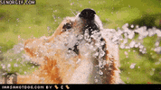 corgi GIF