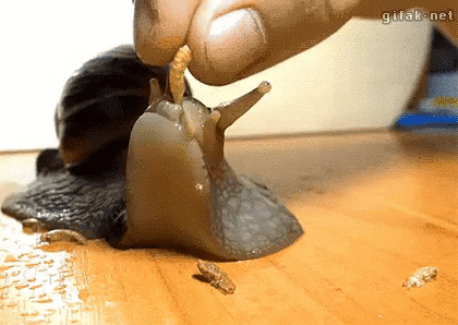 lunch snail GIF