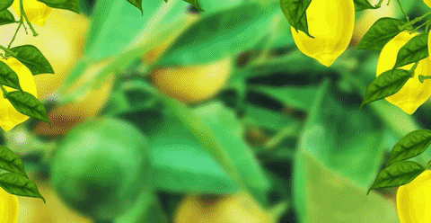 Fannab giphygifmaker GIF
