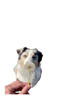 Dog Sticker