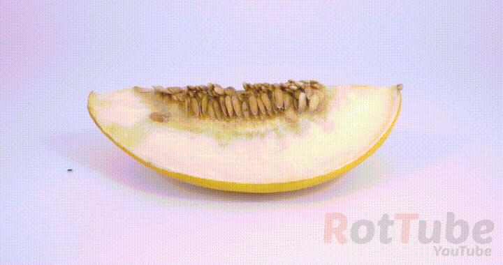 melon satisfying GIF