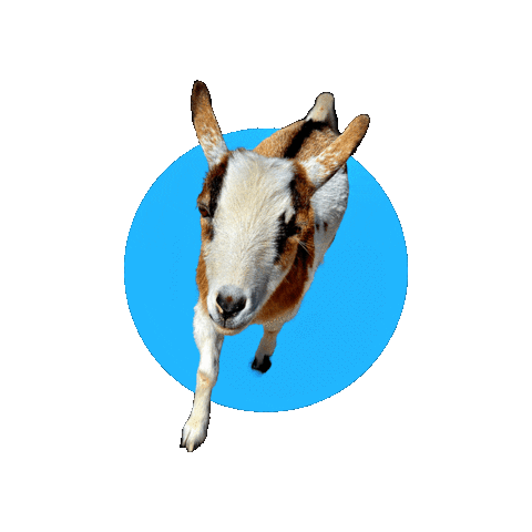 Happy Fun Sticker by Goatta Be Me Goats! Adventures of Java, Toffee, Pumpkin and Cookie!