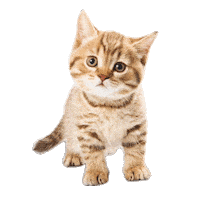 Cat Sticker by Marcel Katz / The Art Plug