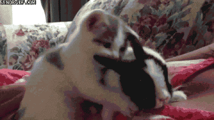 Cat GIF